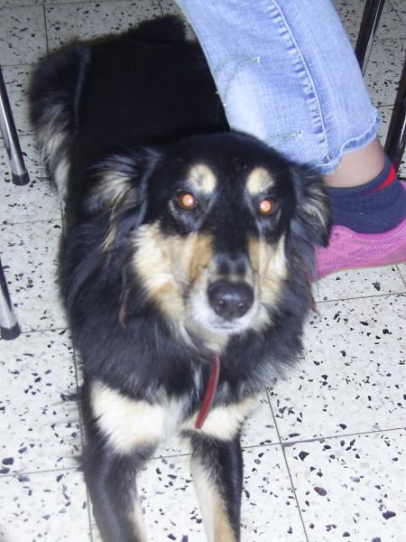 mon chien